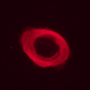 M57 ���f