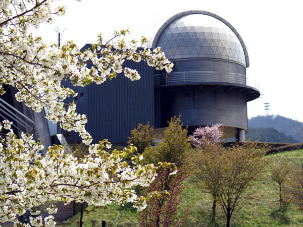山桜が見ごろを迎えた天文台の写真