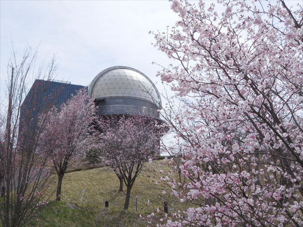 山桜と１１メートルドーム
