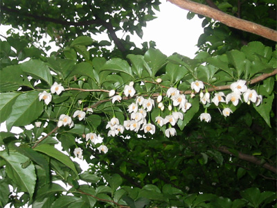 エゴノキの花の写真
