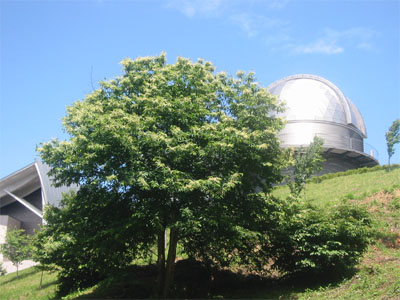 クリの木と天文台の写真