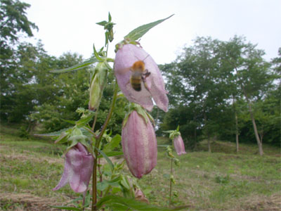 ヤマホタルブクロの花から出てきた蜂の写真