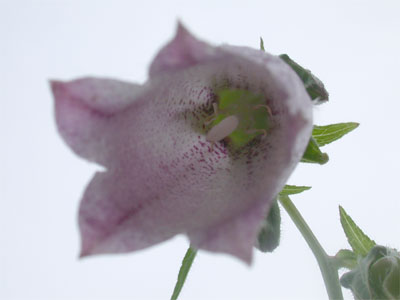 ヤマホタルブクロの花の中の写真