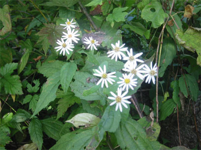 キク科の花の写真