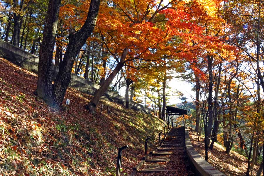 遊歩道の楓の写真