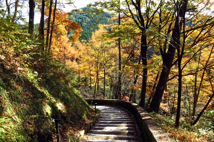 遊歩道の楓の写真