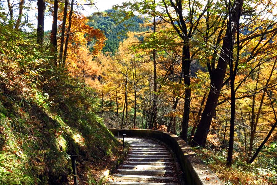 遊歩道の楓の写真