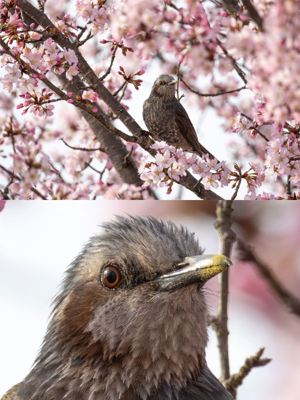 天文台のオオヤマザクラとヒヨドリ