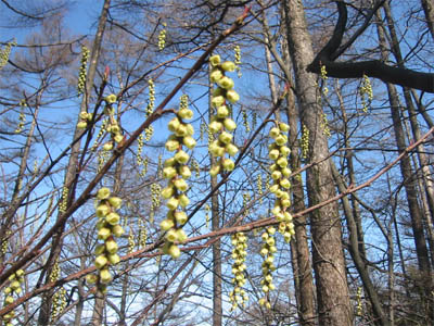 キブシの花の写真