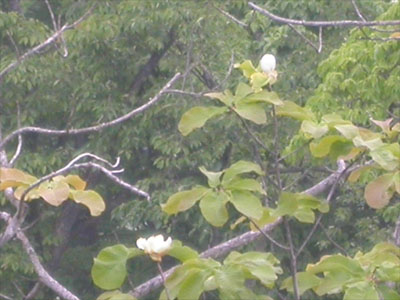 ホオノキの花の写真
