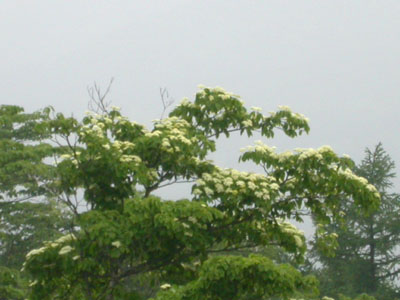 ミズキの花の写真