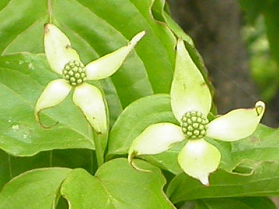 ヤマボウシの花の拡大写真