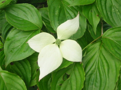 ヤマボウシの花の写真