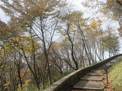 紅葉と遊歩道の写真