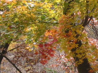 オオモミジの紅葉の写真 2