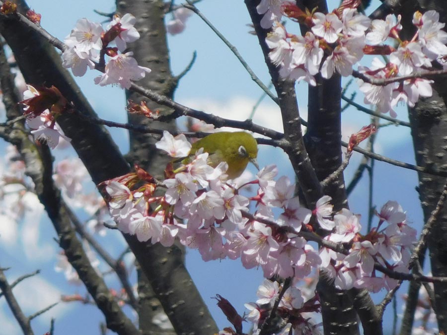 山桜の花の蜜を吸いに来たメジロ