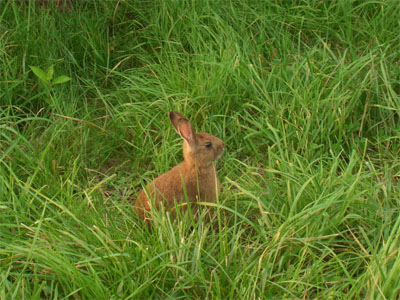 ノウサギの写真