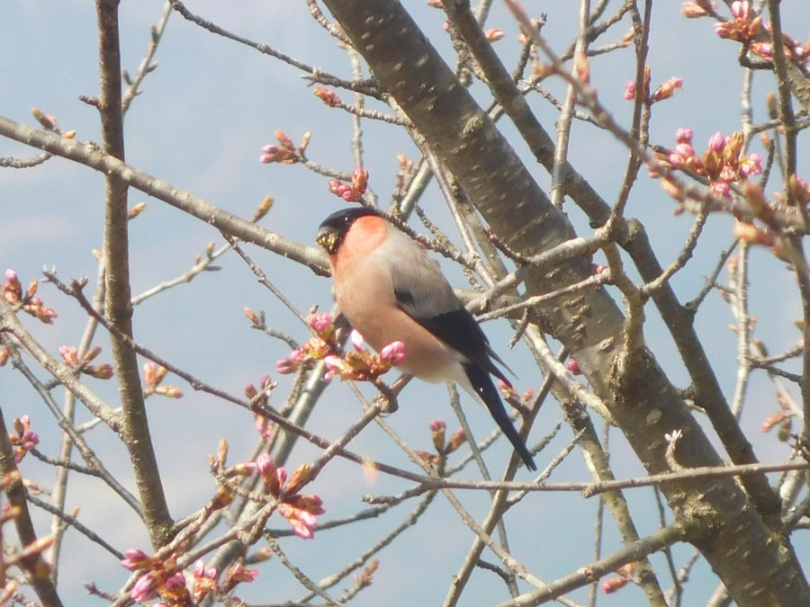 山桜のつぼみを食べるアカウソ