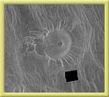 Ticks